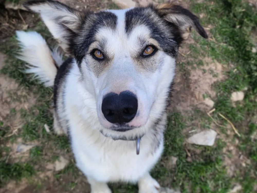 Husky meet and greet
