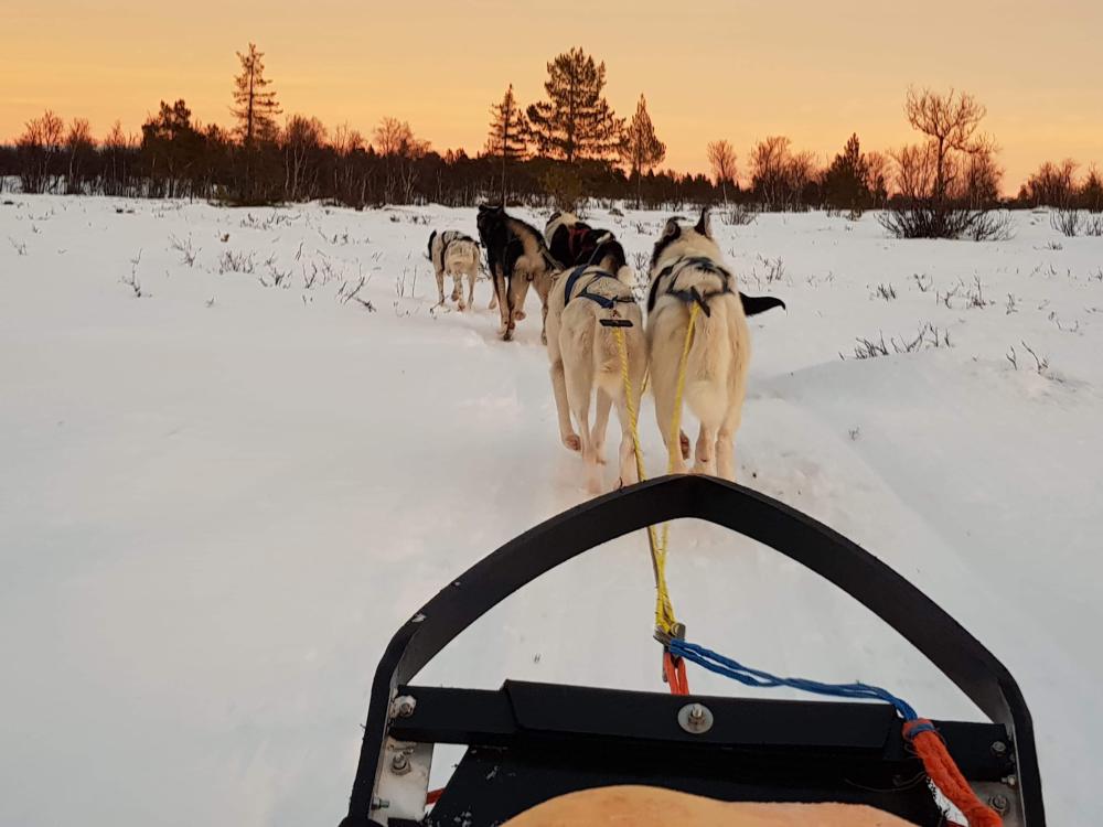Dogsledding - Whole day tour with Petter