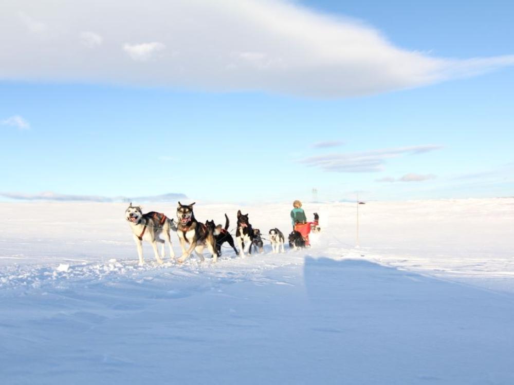 Dogsledding - Whole day trip on Hardangervidda