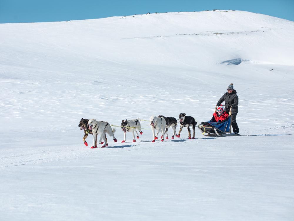 Dogsledding - Whole day trip on Hardangervidda