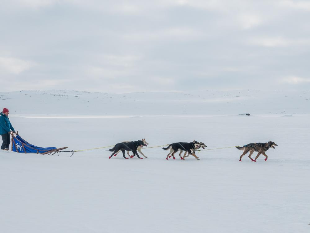 Hundekjøring - Heldagstur på Hardangervidda