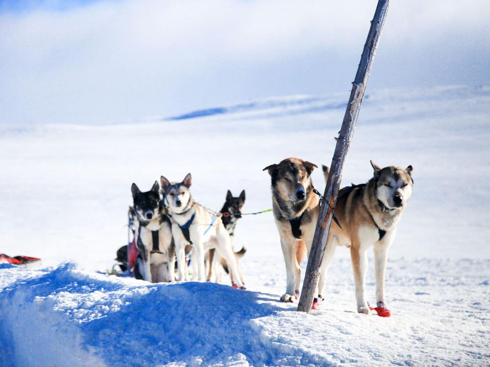 Husky Special - Hardangervidda dogsledding. 