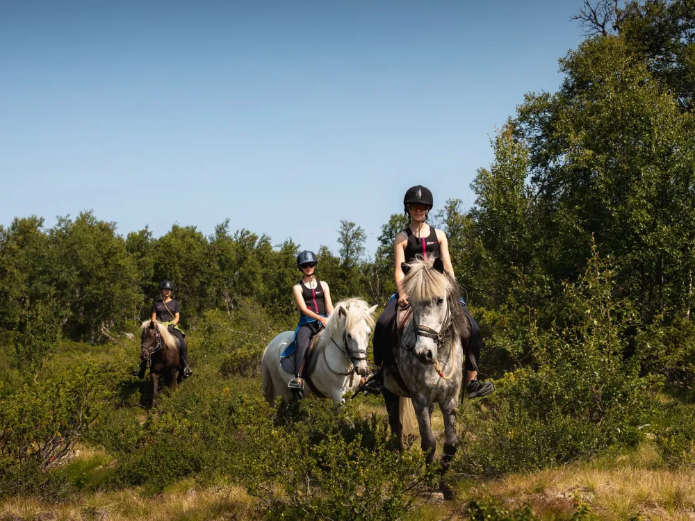 2 timers ridetur - Geilo Hestesenter