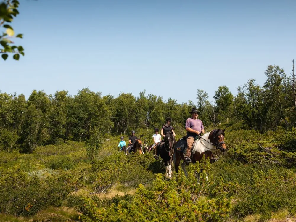 2 timers ridetur - Geilo Hestesenter