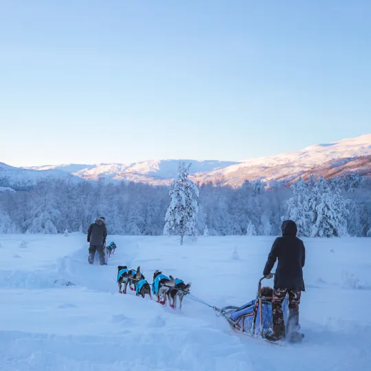 Dogsledding in Geilo