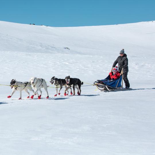 Huskey at Hardangervidda 